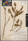 Foto von Salix dasyclados Wimm. x Salix purpurea L.